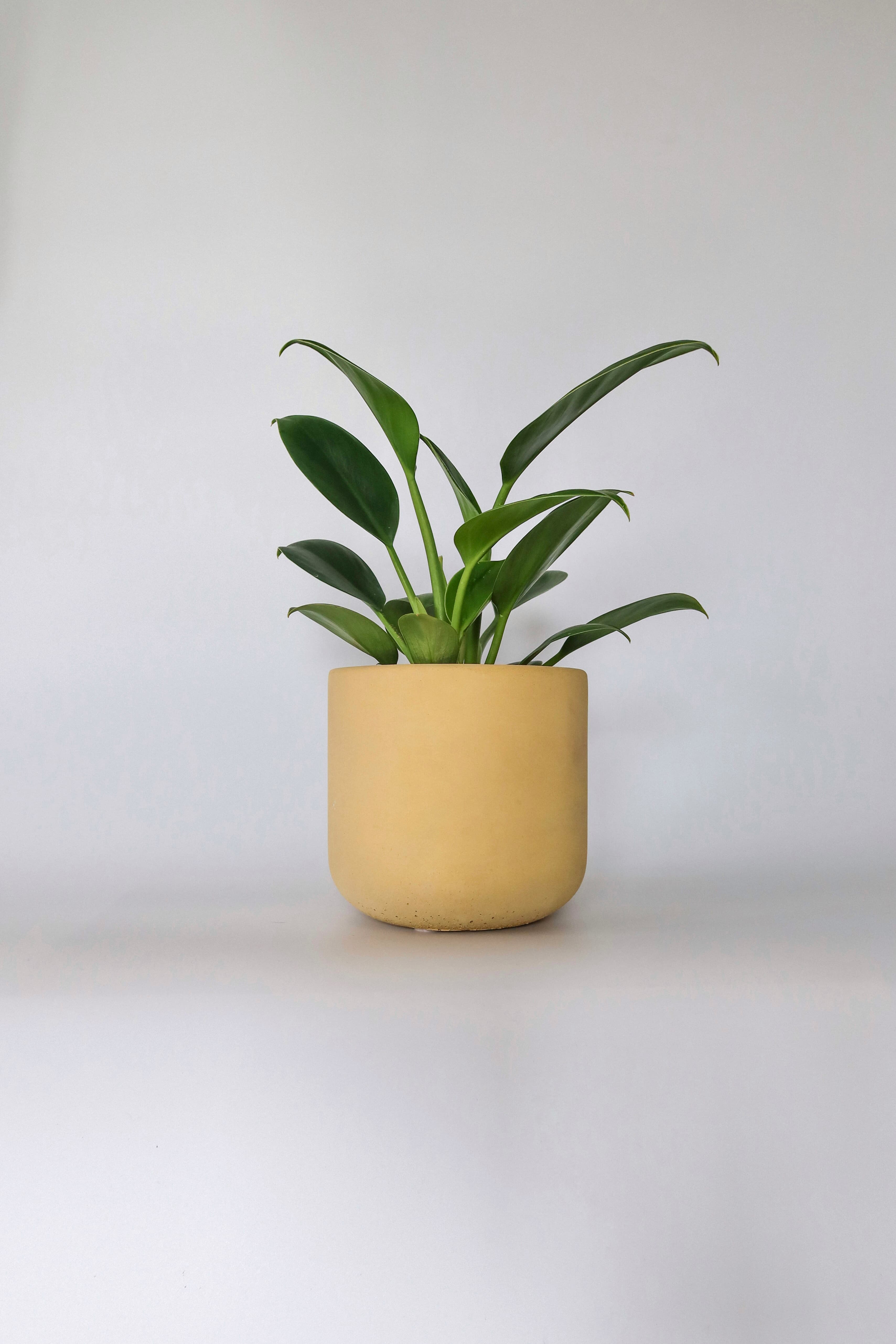Osłonka betonowa Banana — żółty barwiony beton, handmade, premium